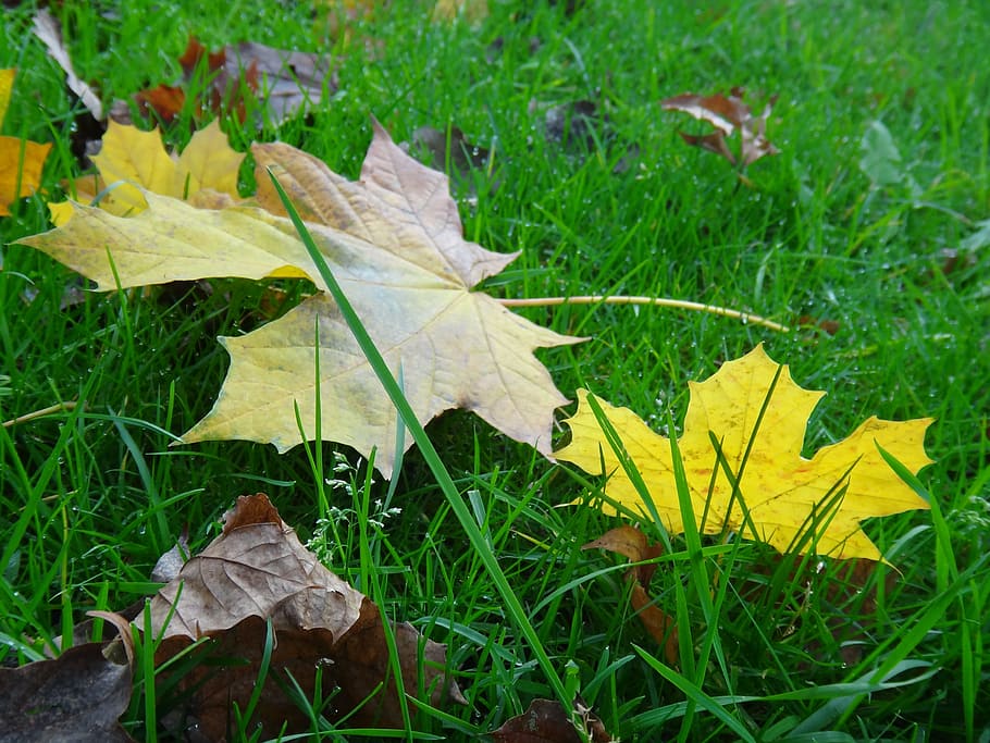 sheet, autumn, plant, leaf, plant part, yellow, nature, change HD wallpaper