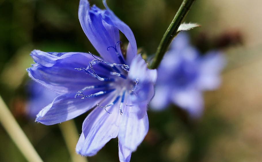 Cornflower, Blue, Blue, Summer, Blossom, Bloom, cereals, plant HD wallpaper