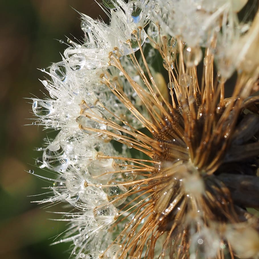 Macro, Dandelion, Dandelions, Fluff, flower, nature, faded dandelion HD wallpaper