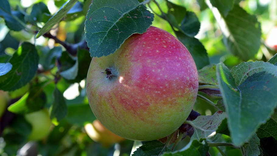 apple, fruit, boskop, delicious, fruits, apple tree, food, red HD wallpaper