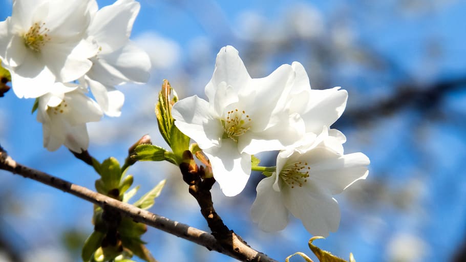 cherry blossoms, spring, spring flowers, cherry tree, blue sky HD wallpaper