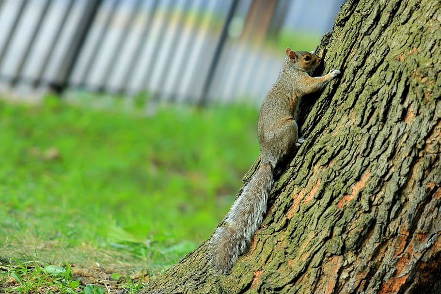 trees, squirrel, pet, green grass, tilt, the oblique composition HD wallpaper