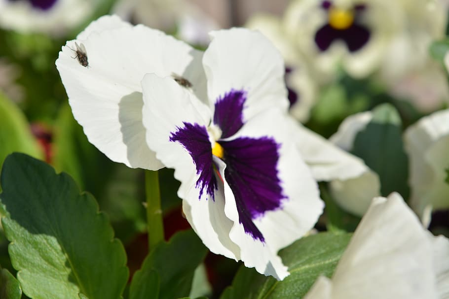 flower, pansy, spring, close, flowering plant, vulnerability HD wallpaper