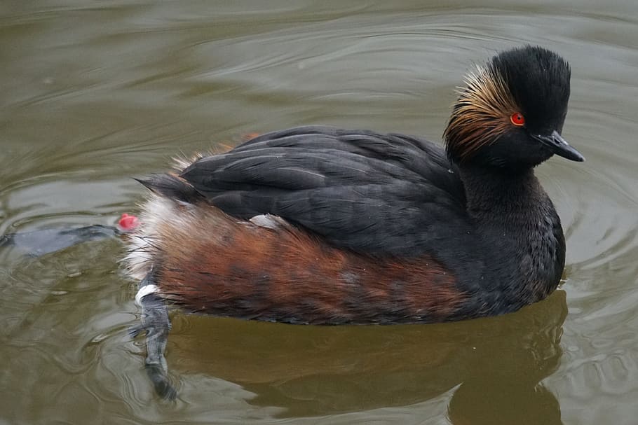 Bird, Grebe, black neck divers, rarely, podiceps nigricollis HD wallpaper