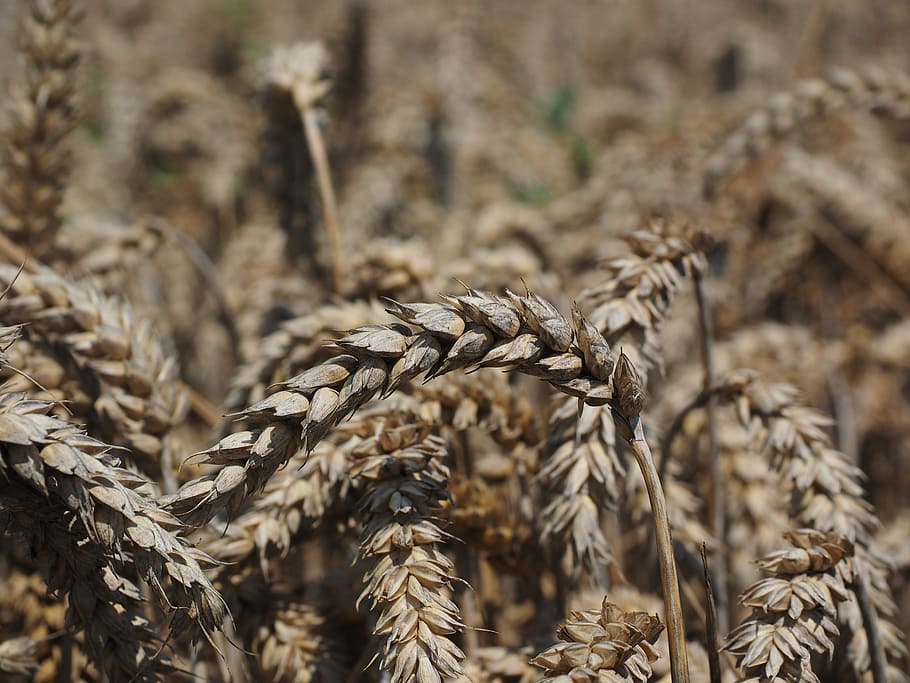wheat, spike, cereals, grain, field, wheat field, cornfield HD wallpaper