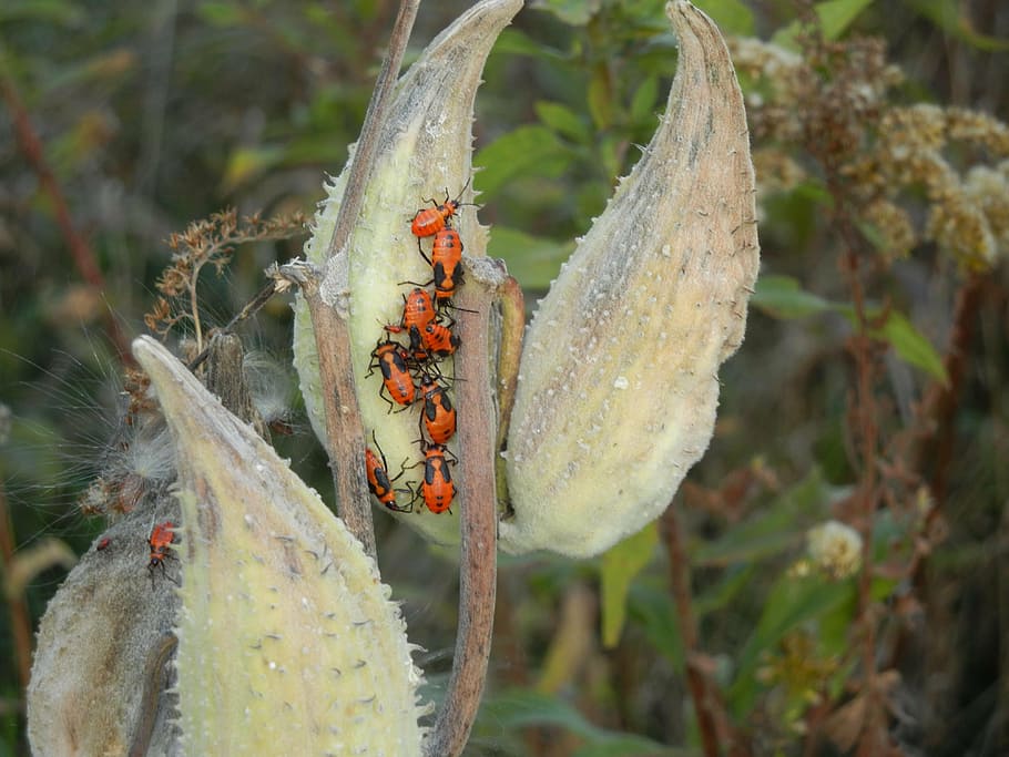 insects, nature, bug, colorful, plant, animal themes, animals in the wild HD wallpaper
