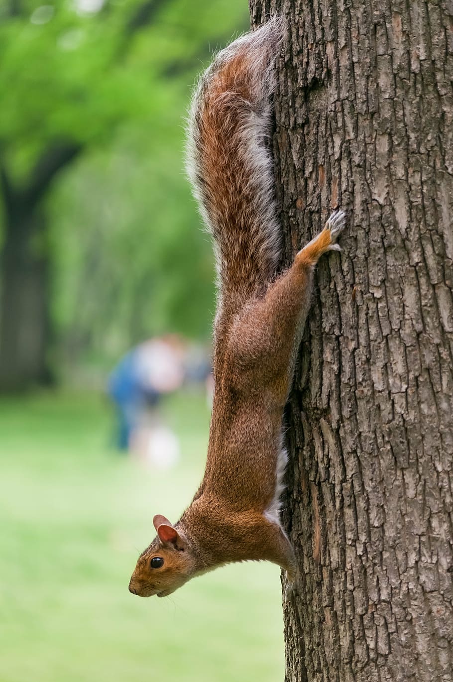 brown squirrel hanged on tree, animal, nature, trees, bark HD wallpaper