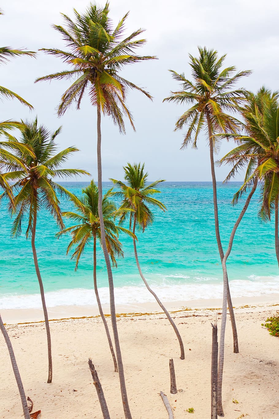 beach, beautiful, blue, coast, landscape, ocean, palm, palm trees HD wallpaper