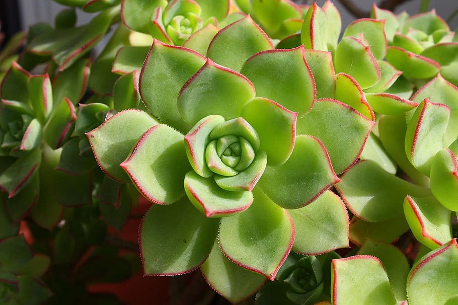 person taking photo of green succulent plant, echeveria, horticulture, HD wallpaper