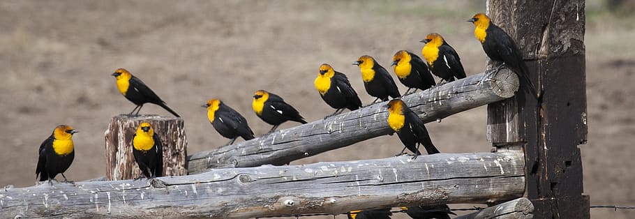yellow headed blackbirds, males, wildlife, nature, perched, HD wallpaper