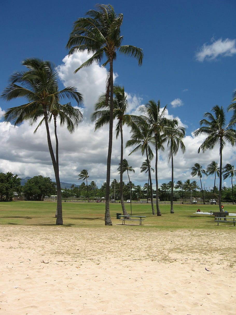 Ewa Beach landscape with Palm Trees and sky in Hawaii, clouds HD wallpaper