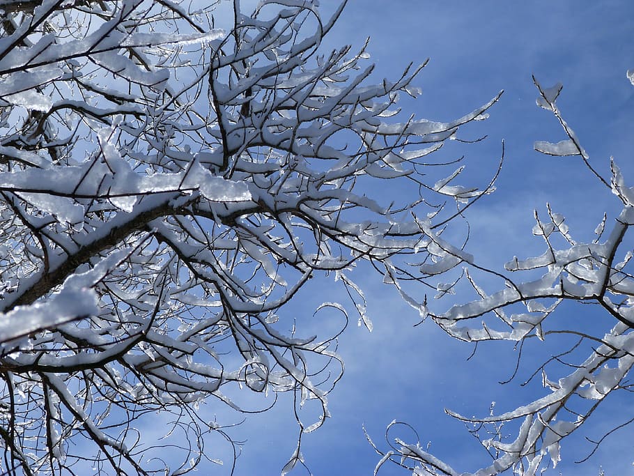 Branches, Nature, Winter, Cold, sky, snow, delicate, bare tree HD wallpaper