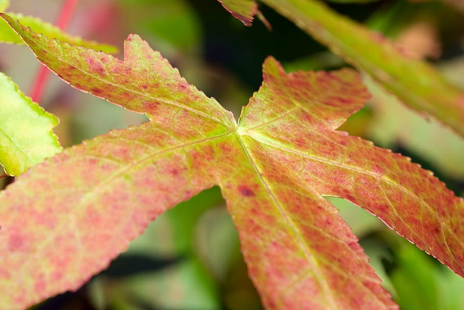 leaf, leaves, red, green, autumn, fall, plant part, close-up HD wallpaper