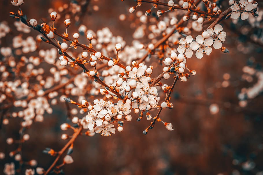 shallow focus photography of white flowers, white flowers in shallow focus shot HD wallpaper