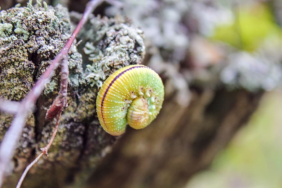 caterpillar, forest, nature, plant, close-up, growth, selective focus HD wallpaper