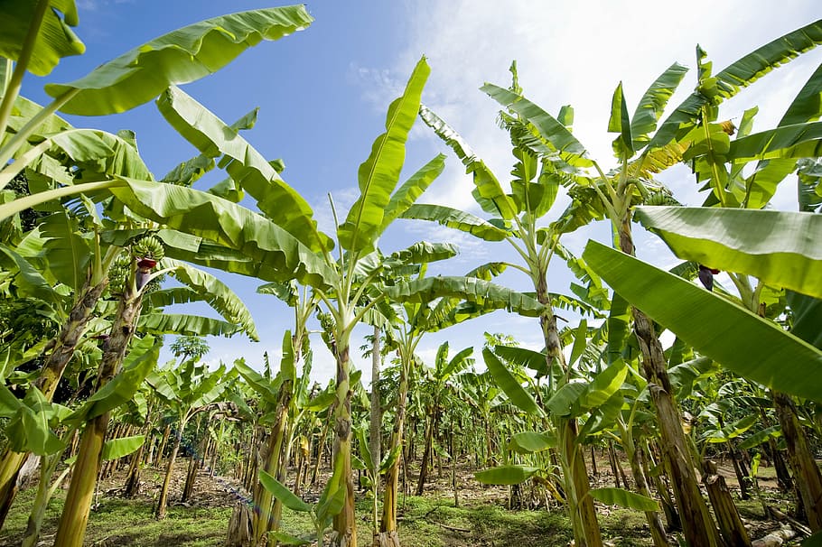 green banana tree at daytime, banana plantation, africa, agriculture, HD wallpaper