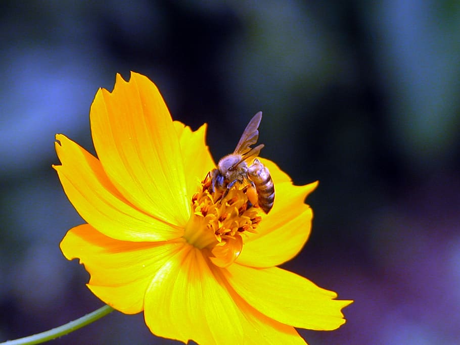 bee, yellow, flower, nature, petal, insect, plant, close-up HD wallpaper