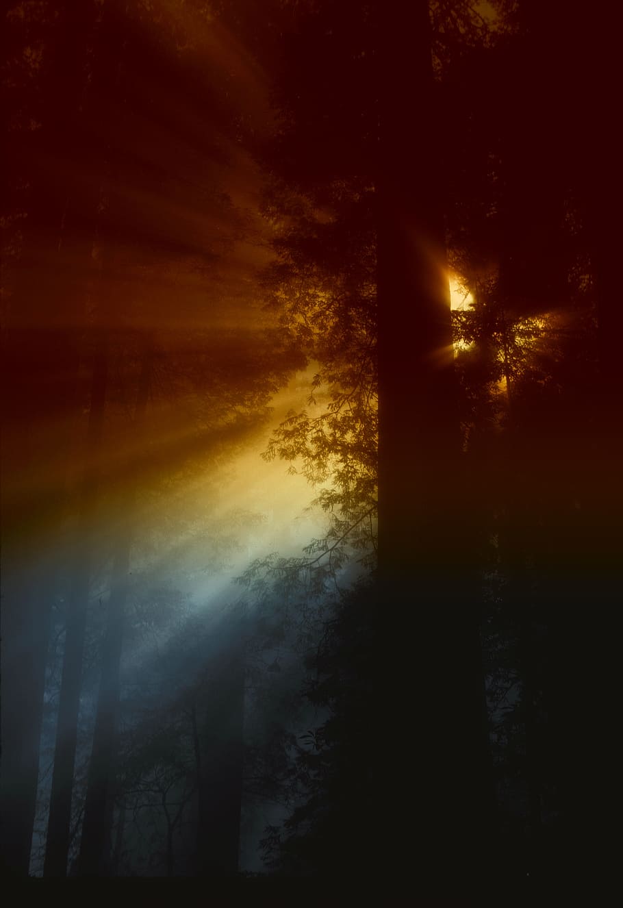 Ray of Sunlight Flowing in Trees, forest, nature, rays, sunrays HD wallpaper