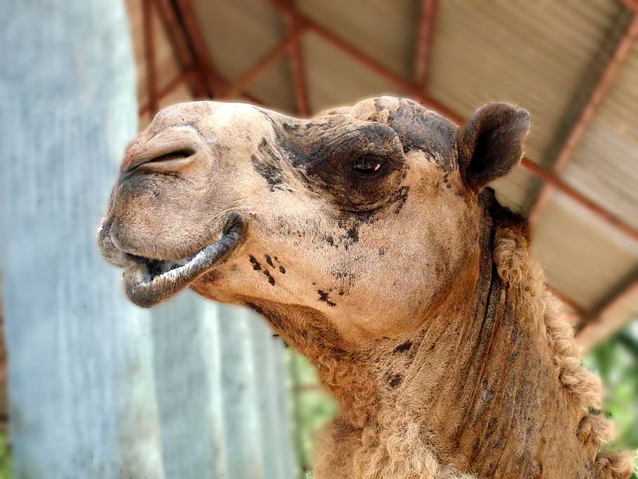 Dromedary, Arabian, camelus dromedarius, mozolenogoe animal
