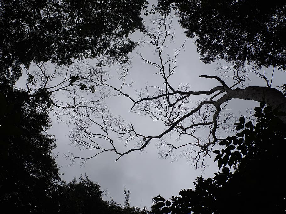 landscape, cloudy, forest, tree, plant, silhouette, sky, branch HD wallpaper