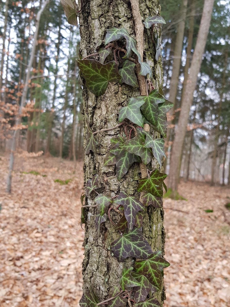 tree, wood, nature, tribe, leaf, tree trunk, plant, land, forest HD wallpaper