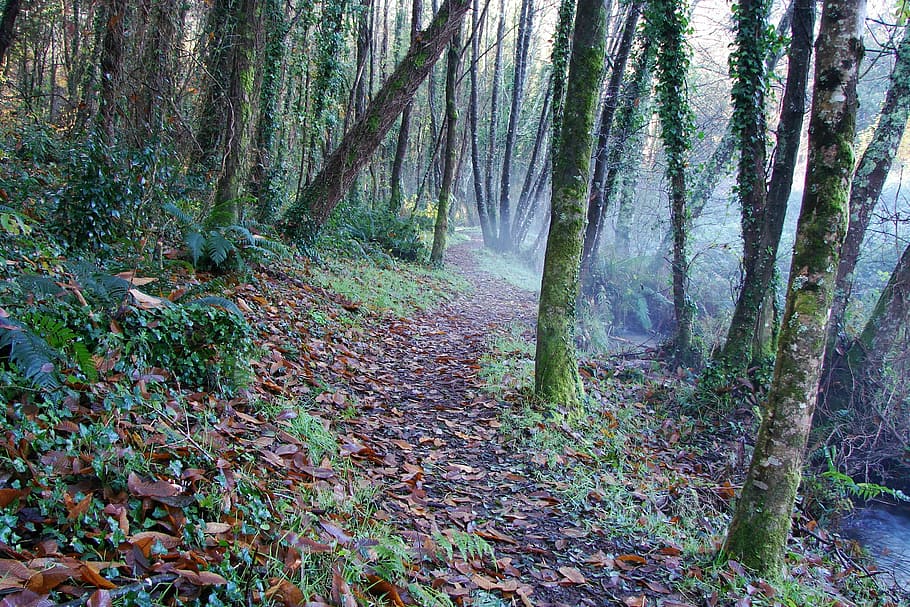 Nature, Forest, Hiking, Path, Trees, tree trunk, plant, woodland HD wallpaper
