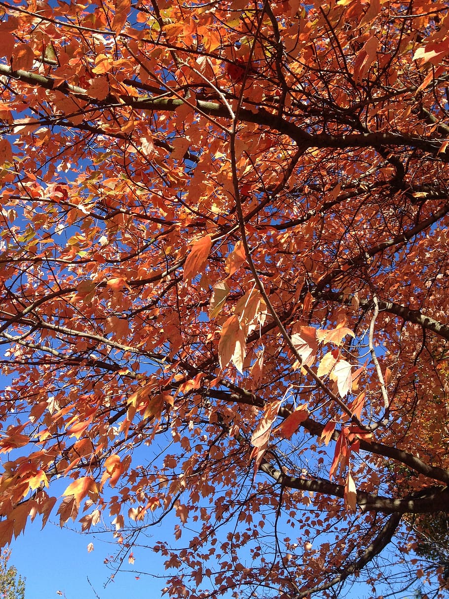 autumn, maple, red, tree, change, branch, plant, low angle view HD wallpaper