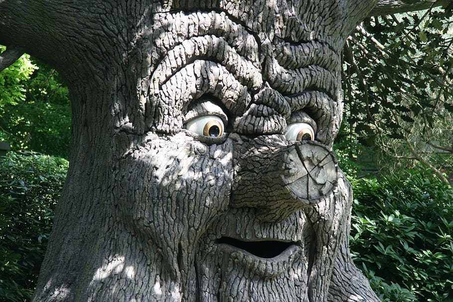 gray tree trunk with face near green leaf plant at daytime HD wallpaper