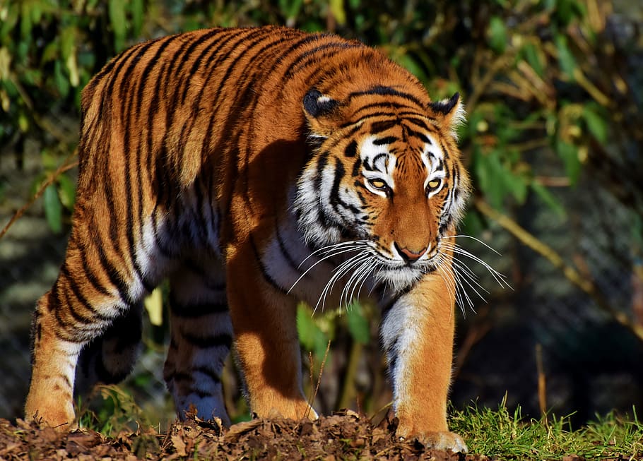 closed-up photography of tiger, cat, predator, wildcat, big cat HD wallpaper