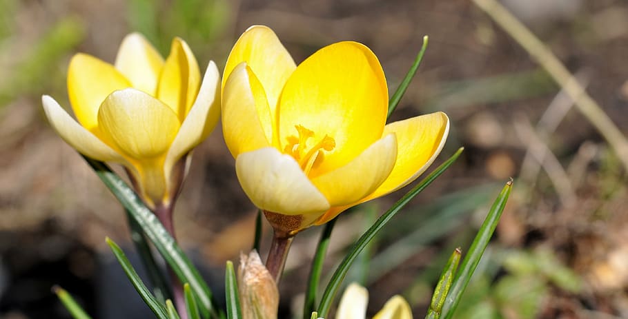 crocus, flower, blossom, bloom, plant, yellow, spring, spring flower HD wallpaper