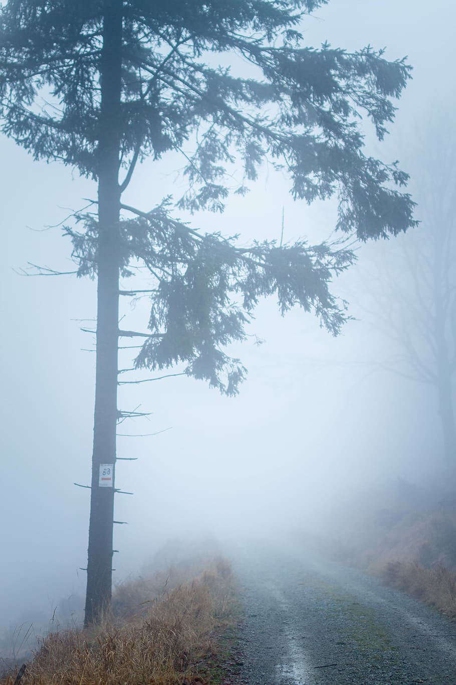 fog, mist, nature, outdoors, road, tree, plant, beauty in nature HD wallpaper