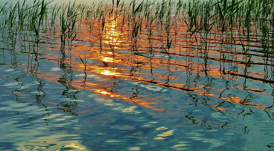 plant and body of water, summer, sunset, lake, reflection, waterfront HD wallpaper