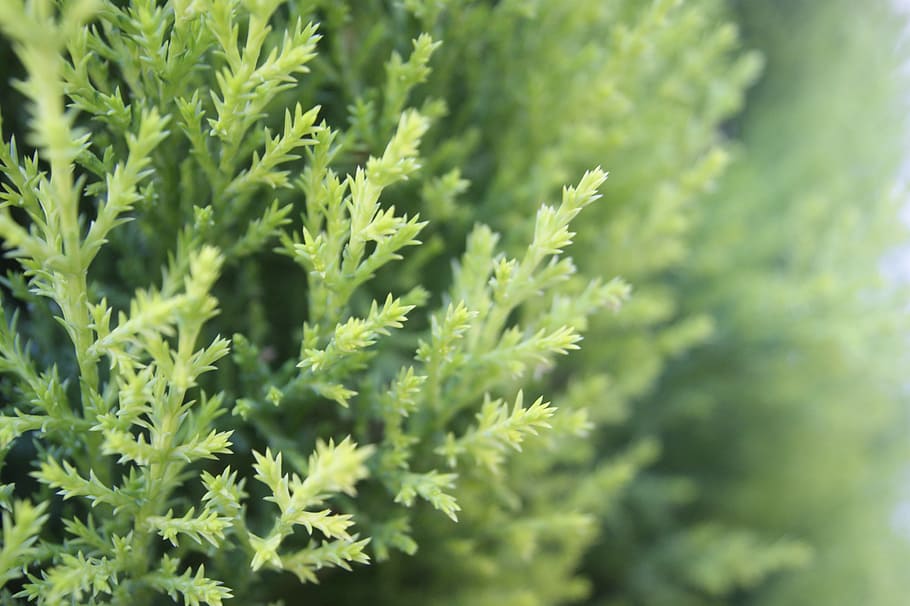 nature, garden, wild, tree, green, shrub, plant, green color HD wallpaper
