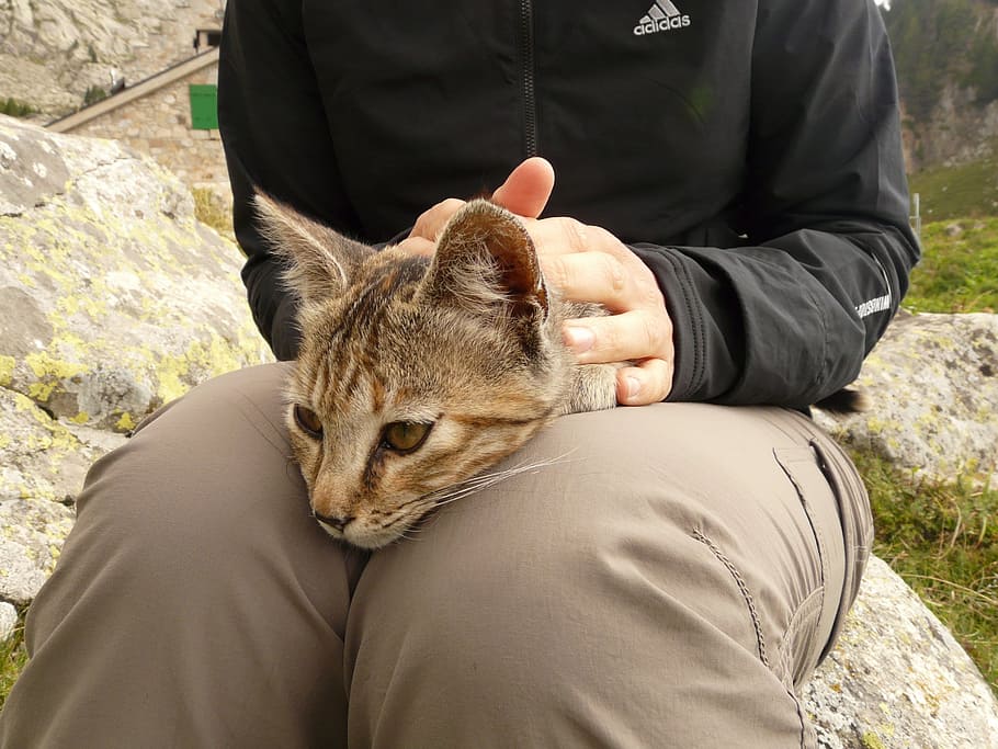 cat, stroke, legs, relax, purr, enjoy, listen, shot, mackerel HD wallpaper