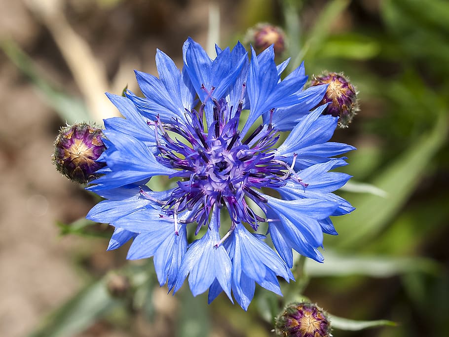 cornflower, blossom, bloom, plant, nature, flowering plant HD wallpaper