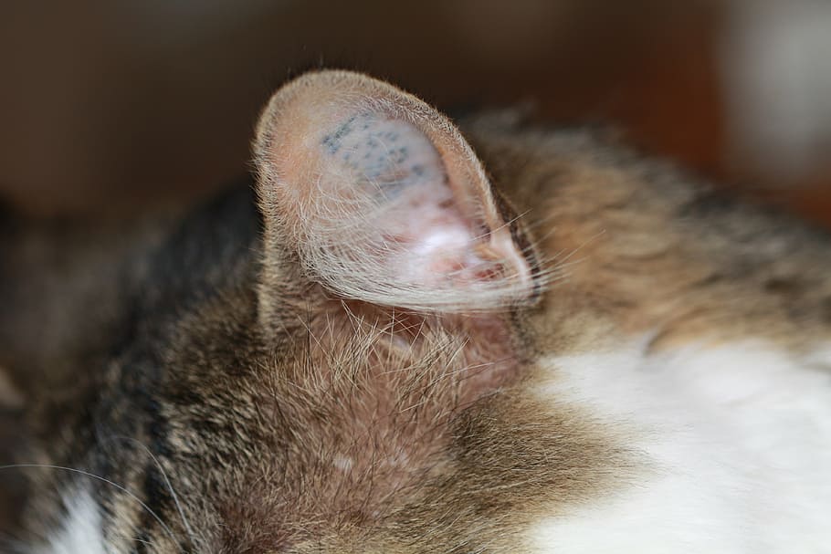 cat, ear, pet, fur, domestic cat, cat face, close, head, listen HD wallpaper