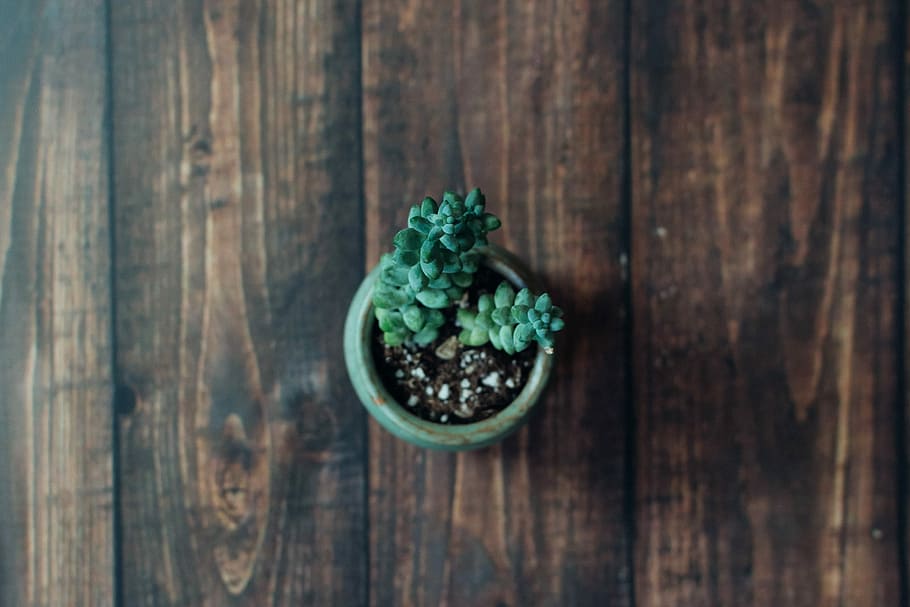 green succulent plant, green leaf plant, flatlay, jar, soil, pot HD wallpaper