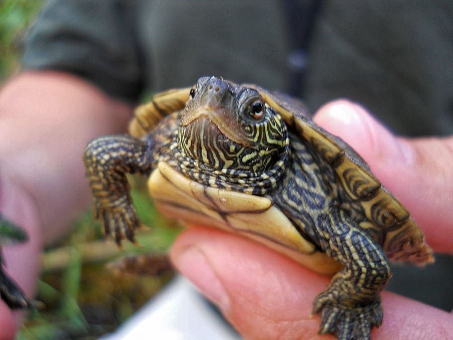 turtle, map turtle, green, wildlife, small, hand, animal, zoo HD wallpaper