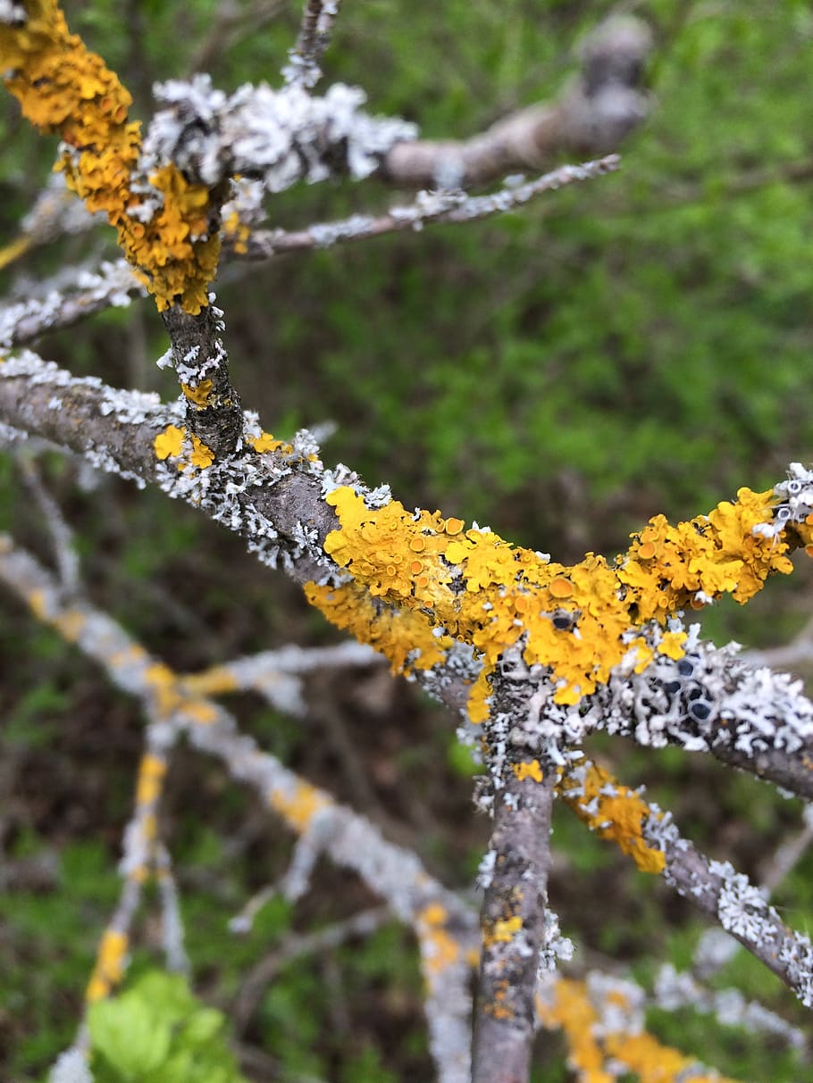 spring, lichen, branch, yellow, bark, nature, tree, season HD wallpaper