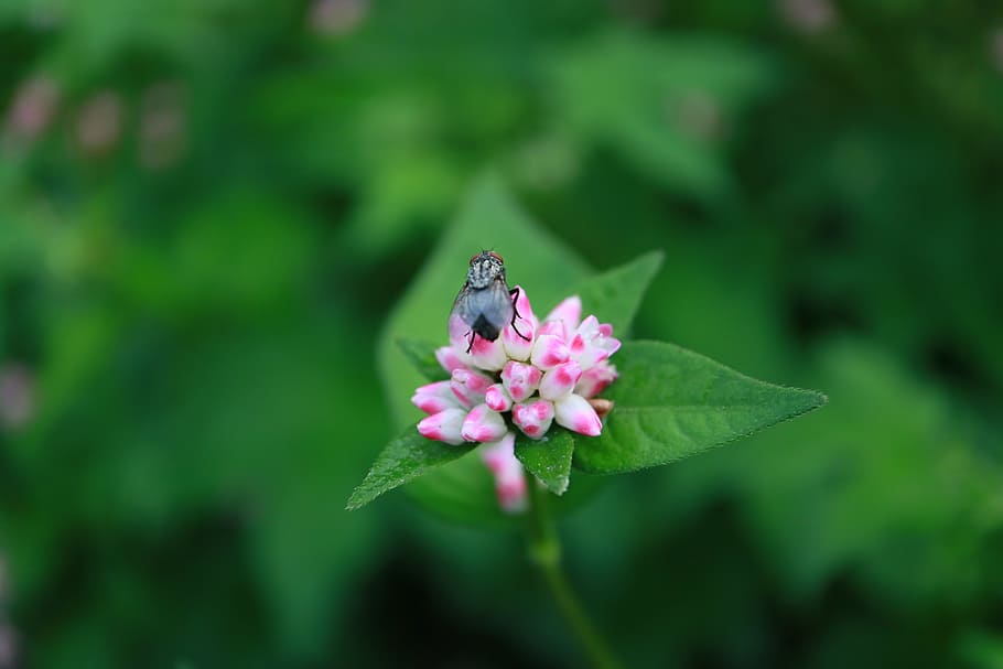 flowers, abstract, plants, flowering plant, beauty in nature HD wallpaper