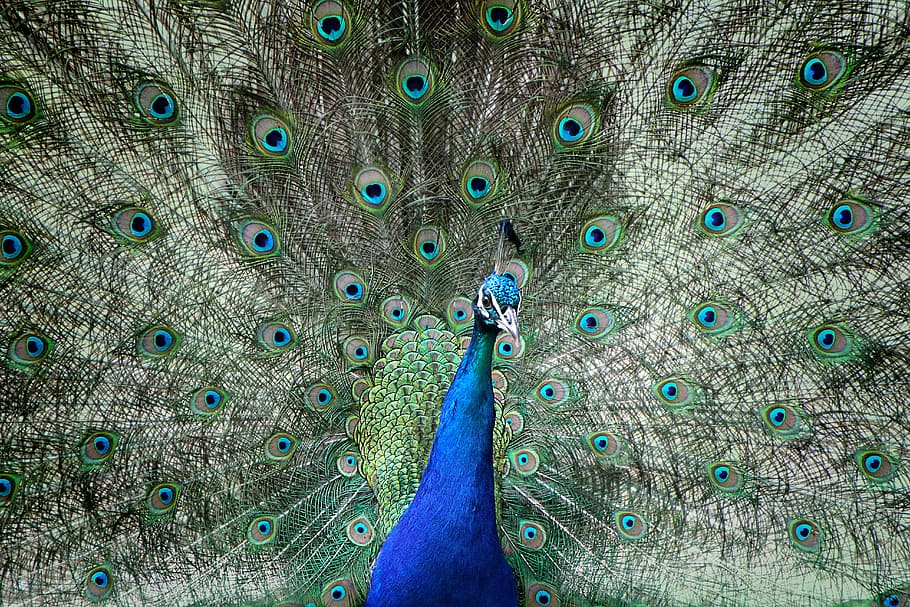 close up photography of blue and green peacock, Colorful, Bird
