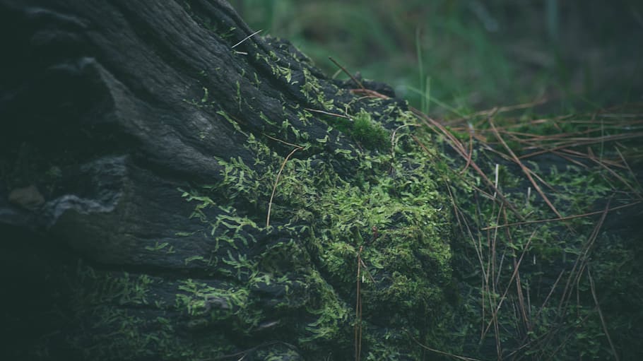 color, daylight, environment, flora, green, landscape, leaf HD wallpaper