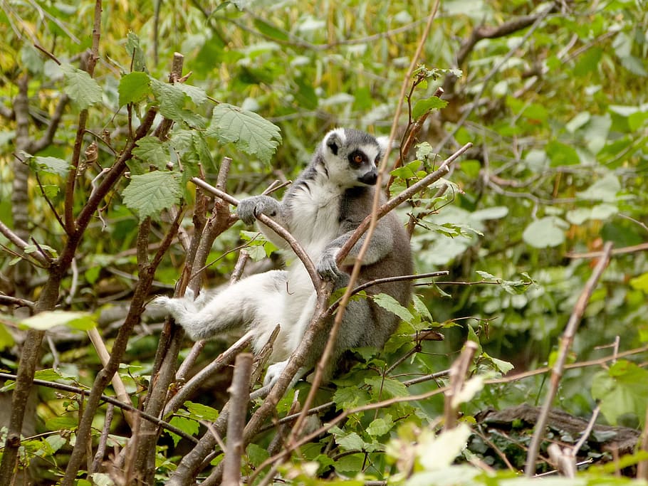 Lemur, Zoo, Tree, Young, Animal, Mammal, wild, monkey, primate HD wallpaper