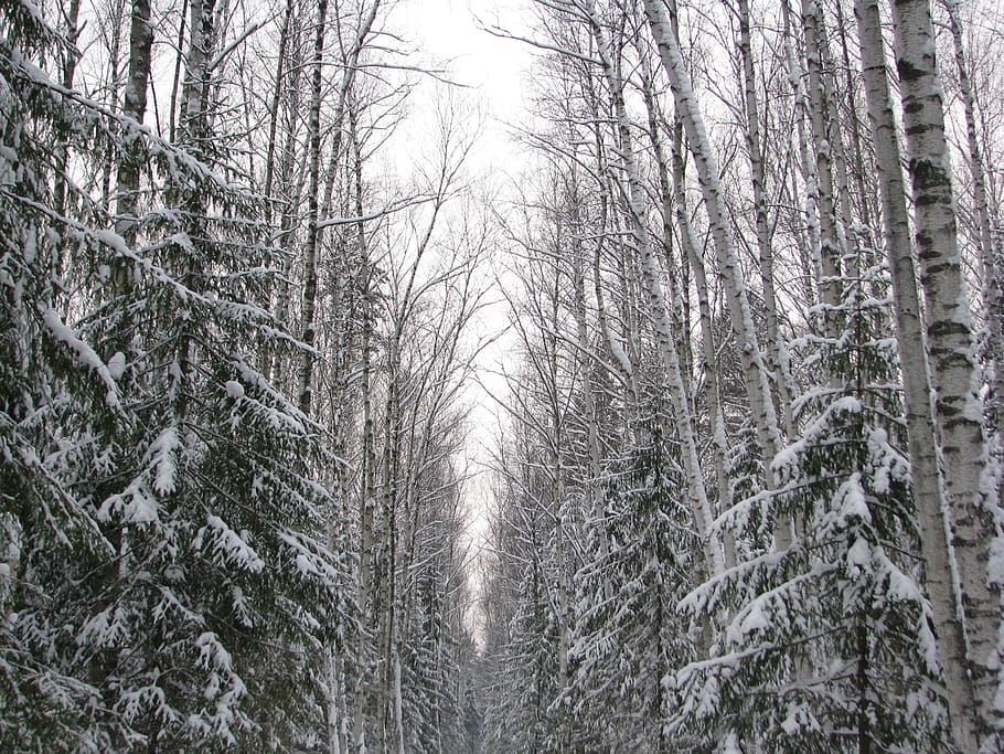 winter, forest, trail, walking, winter forest, snow, landscape HD wallpaper
