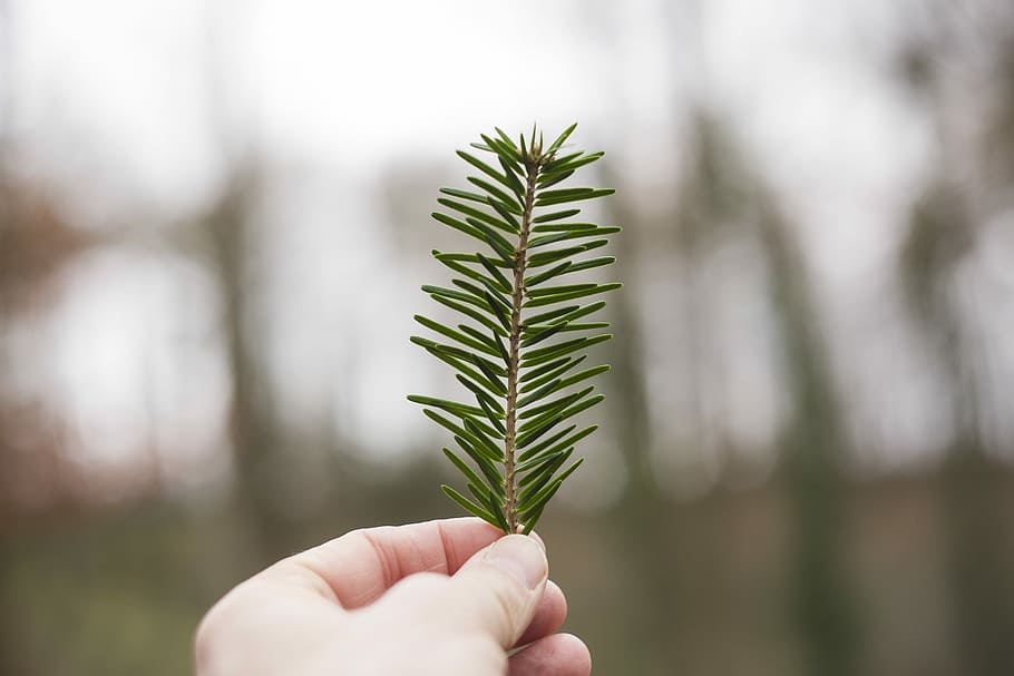 tilt shift lens photography of green plant, person holding green leaf HD wallpaper