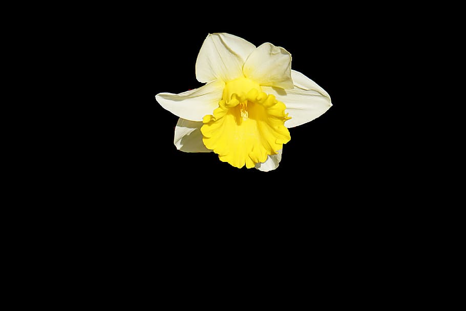 Yellow and White Petaled Flower, bloom, blossom, flora, jonquille, HD wallpaper