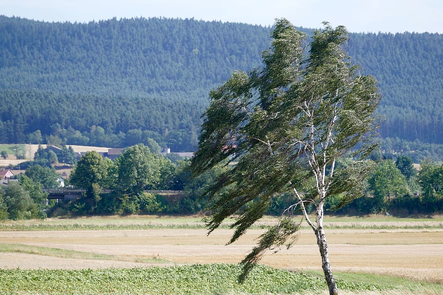 wind, tree, landscape, plant, environment, beauty in nature HD wallpaper