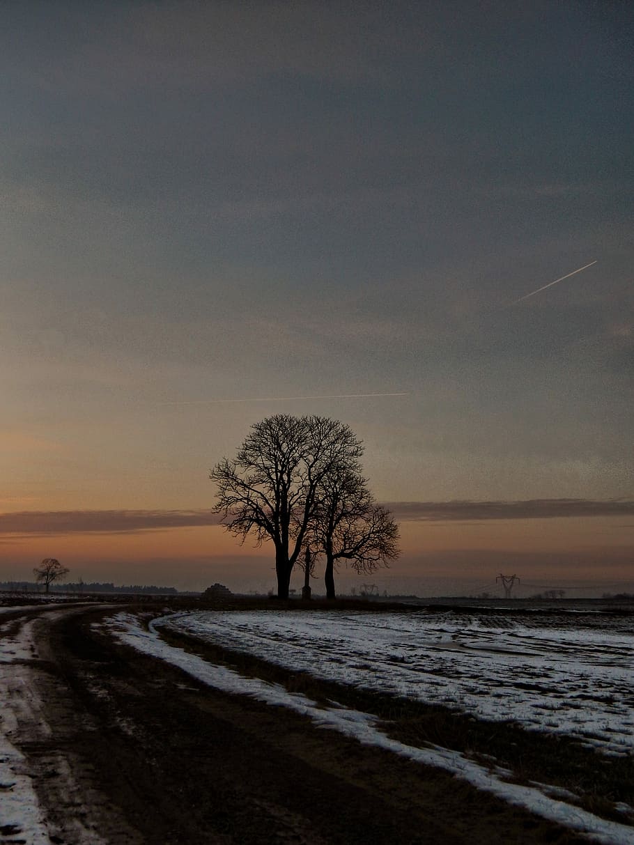 Winter, Trees, Path, Nature, Snowy, frost, landscape, bare tree HD wallpaper