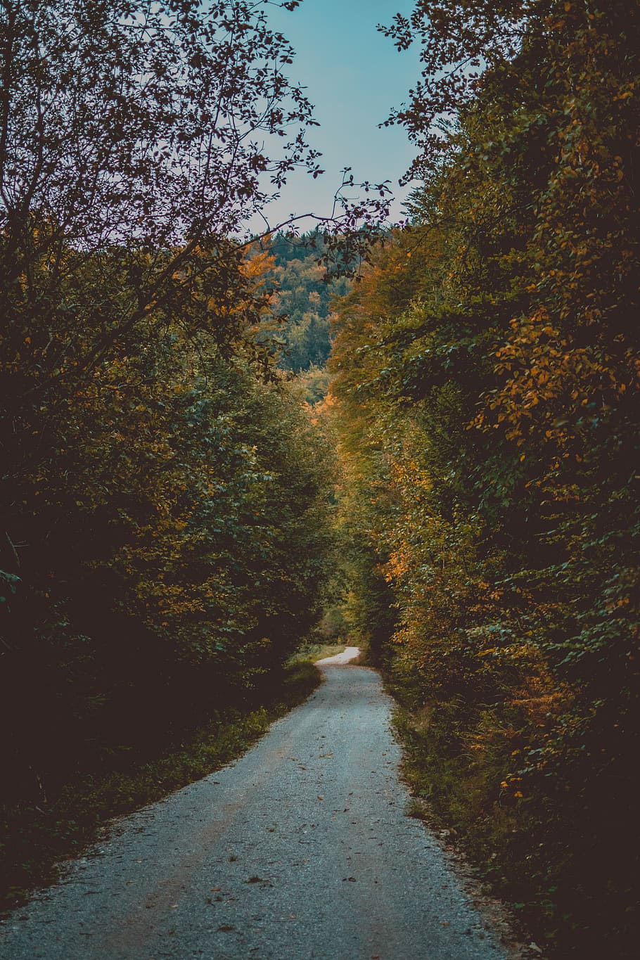gray road between tall trees during daytime photo, grey road trail between trees HD wallpaper