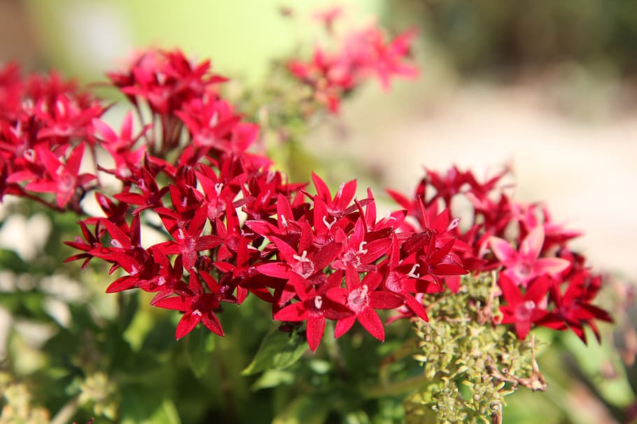 flowering, red flowers, shrub, plant, beauty in nature, flowering plant HD wallpaper